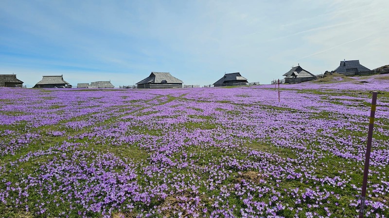 Hoja med vijoličnimi preprogami