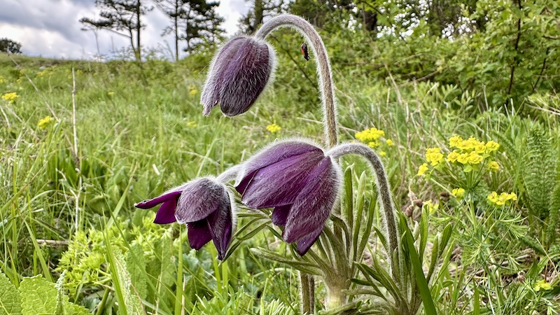 Po dišečih kraških travnikih