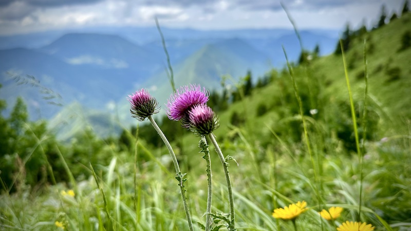Lov za zelenim zakladom
