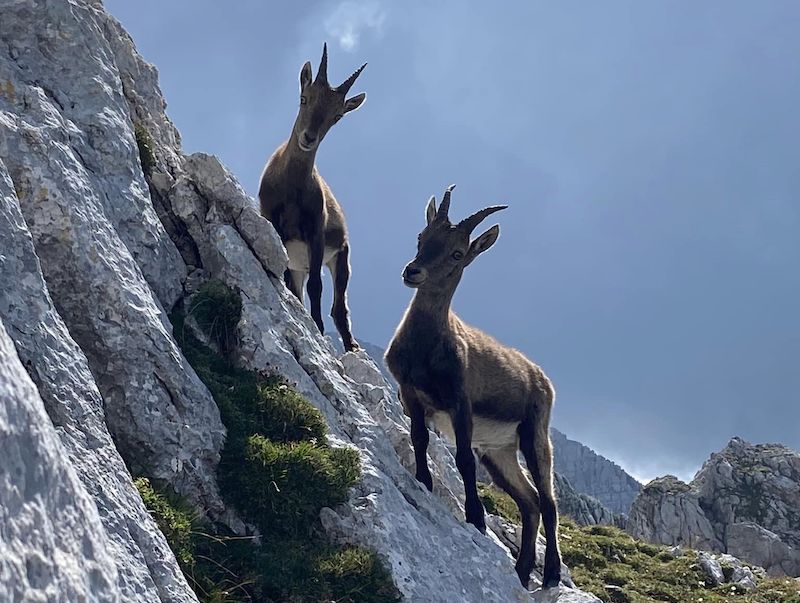 Izlet v karaljestvo kozorogov